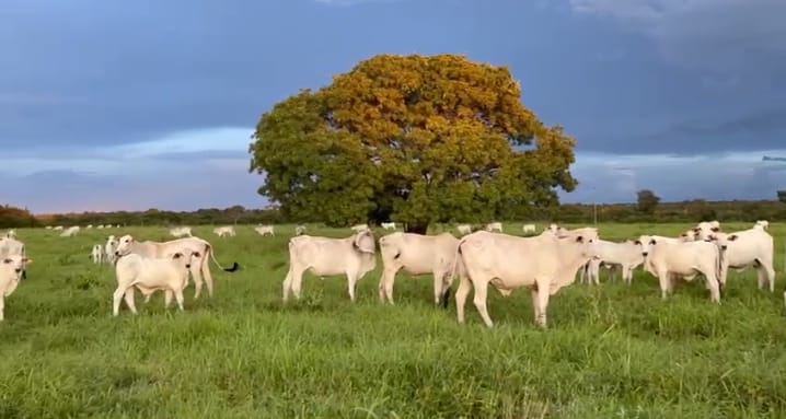 Fazenda a venda Formoso do Araguaia Tocantins