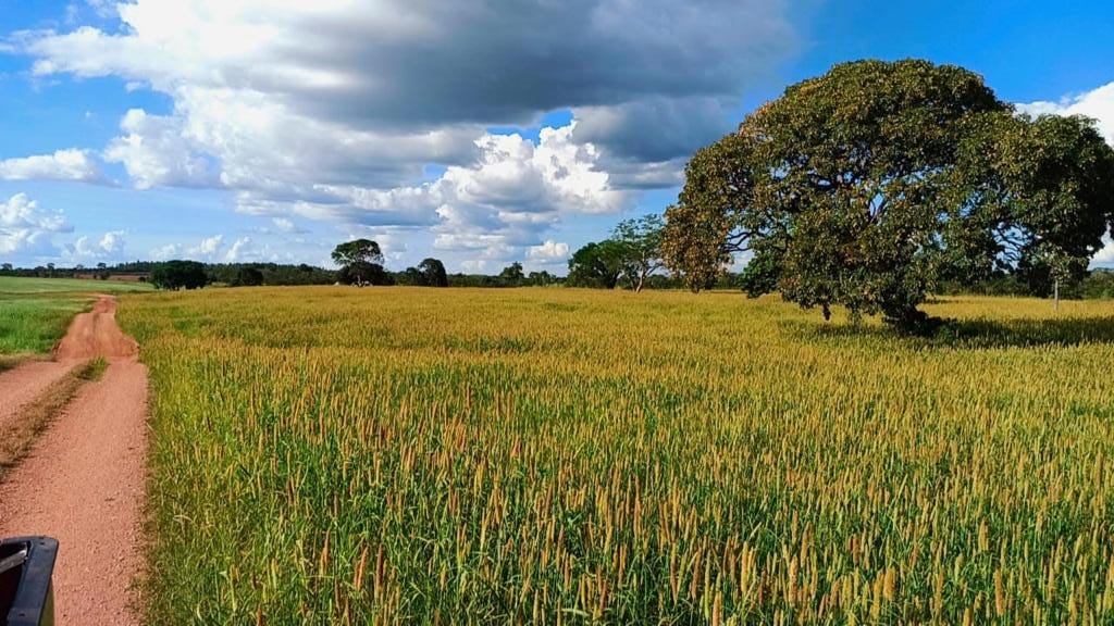 Tocantins Fazenda a venda Formoso do Araguaia